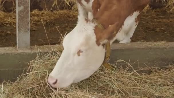 牛は納屋で干し草を食べる。牛を飼育し、牛乳や乳製品を得るための農場。フラットプロファイル. — ストック動画