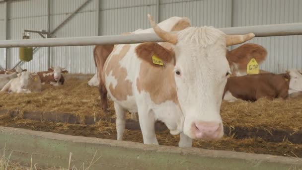 Krowy jedzą siano w stodole. Gospodarstwo rolne do hodowli krów i uzyskiwania mleka i przetworów mlecznych. Profil płaski. — Wideo stockowe