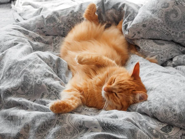 Söt ingefära katt som ligger i sängen. Morgon sänggåendet i mysigt hem. Fluffigt husdjur schaktande på filt. — Stockfoto