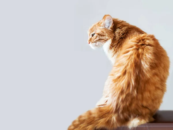 Χαριτωμένο τζίντζερ γάτα κάθεται σε μισή στροφή προς την κάμερα. Χνουδωτό σοβαρό κατοικίδιο σε γκρίζο φόντο. Πορτρέτο κατοικίδιων ζώων. Αντιγραφή χώρου. — Φωτογραφία Αρχείου