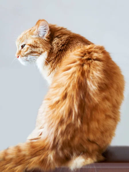 Die süße Ingwerkatze sitzt in halber Drehung vor der Kamera. flauschiges ernsthaftes Haustier auf grauem Hintergrund. Porträt von Haustieren. — Stockfoto