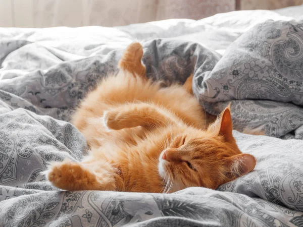 Gato de gengibre bonito deitado na cama. Hora de dormir de manhã em casa aconchegante. Fluffy pet dormindo em cobertor . — Fotografia de Stock