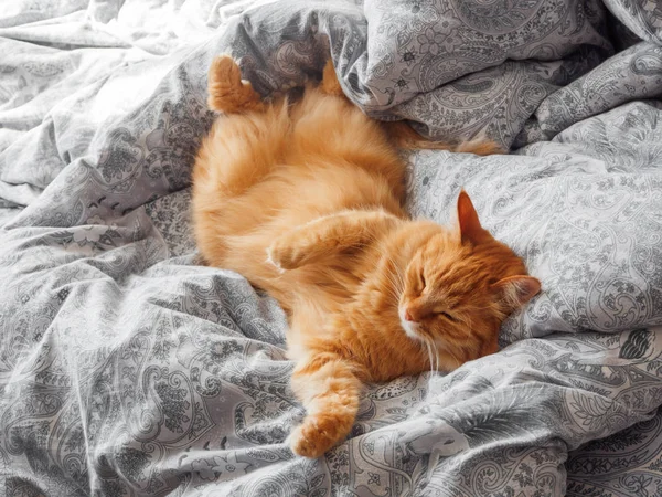 Lindo gato jengibre acostado en la cama. Hora de dormir en casa acogedora. Mascotas mullidas dormitando en manta . — Foto de Stock