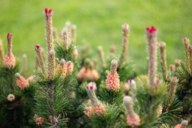 Çiçek açan çam ağacı. Dalları çiçekler ile iğne ağacı.