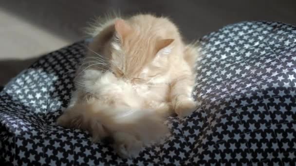 Şirin zencefil kedi yıldızlı desen ile halı üzerinde oturuyor. Kabarık Evcil hayvan kendini yalıyor. Rahat evde güneşli bir gün. Düz profil. — Stok video
