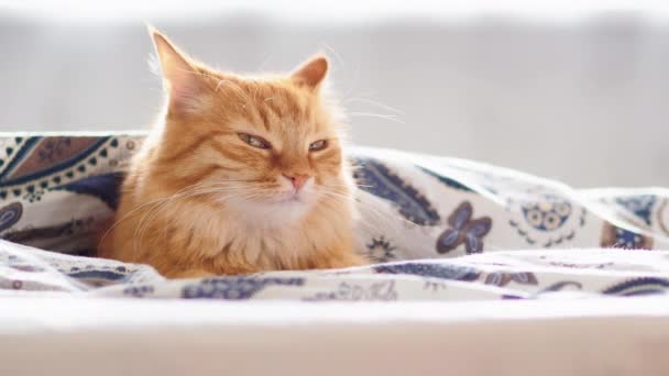 Lindo gato jengibre acostado en la cama debajo de la manta. La mascota esponjosa parece curiosa. Acogedor fondo del hogar, hora de acostarse por la mañana . — Vídeos de Stock