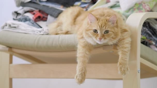 Lindo gato jengibre acostado en la silla con ropa apilada. Mascotas mullidas dormitando, garras colgando hacia abajo. Acogedora casa. Perfil plano . — Vídeos de Stock