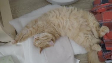 Giysi üzerinde yatan sevimli zencefil kedi. Odada karışıklık, yerde bozuklukta yatan kıyafetler. Üst görünüm. Düz profil.