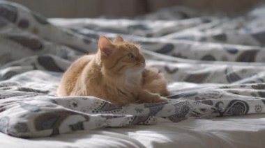 Battaniye altında yatakta yatan sevimli zencefil kedi. Kabarık Pet merakla görünüyor. Rahat ev arka plan, sabah yatmadan. Düz profil.