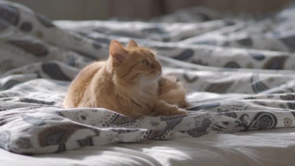 Carino gatto zenzero sdraiato nel letto sotto la coperta. L'animale domestico morbido guarda curiosamente. Accogliente sfondo casa, mattina a nanna. Profilo piatto . — Video Stock