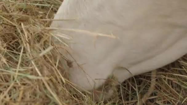 Koe eet hooi in de schuur. Boerderij voor het fokken van koeien en het verkrijgen van melk en zuivelproducten. Plat profiel. — Stockvideo