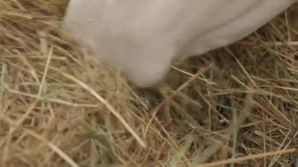 Koe eet hooi in de schuur. Boerderij voor het fokken van koeien en het verkrijgen van melk en zuivelproducten. Plat profiel. — Stockvideo