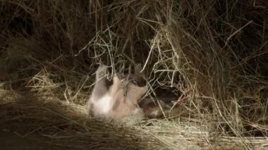 Samanlıkta saman ile oynayan sevimli üç renkli kedi yavrusu. Kabarık Pet oynamak ya da çiftlikte saman uyumak için gidiyor. Düz profil.