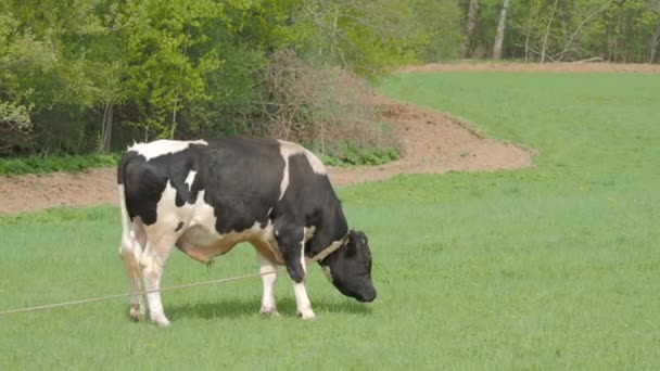 Бык пасутся на поле. Фермерское животное ест свежую весеннюю траву . — стоковое видео