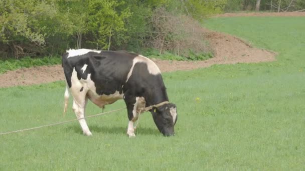 Toro pastando en el campo. Granja animal come hierba fresca de primavera . — Vídeos de Stock