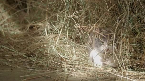 Sød trefarvet killing leger med halm i høstak. Fluffy kæledyr kommer til at spille eller sove i hø på gården. Flad profil . – Stock-video