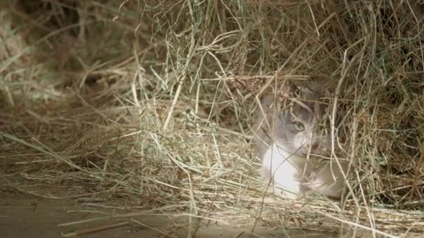 Roztomilá Tříbarevná kočička, která si zahrává se slámou v sena. Chlupaté zvířátko bude hrát nebo spát v seně na farmě. Plochý profil. — Stock video