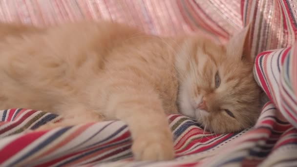 Lindo gato jengibre acostado en cortinas de rayas rojas dobladas. Mascota mullida dormitando en alféizar ventana. Acogedora casa. Clip de perfil plano . — Vídeos de Stock