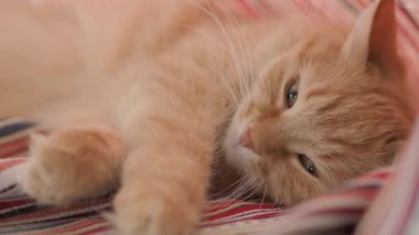 Sevimli zencefil kedi katlanmış kırmızı çizgili perdeler yatıyor. Pencere Sill üzerinde Dozer kabarık Pet. Rahat bir ev. Düz profil klibi.
