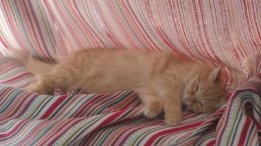 Sevimli zencefil kedi katlanmış kırmızı çizgili perdeler yatıyor. Pencere Sill üzerinde Dozer kabarık Pet. Rahat bir ev. Düz profil klibi.