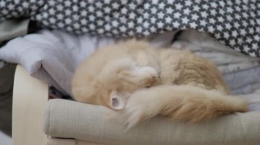 Sevimli zencefil kedi sandalyenin yakın kıyafet yığını yığılmış yatıyor. Kabarık Pet Dozer. Rahat bir ev. Düz profil klibi.