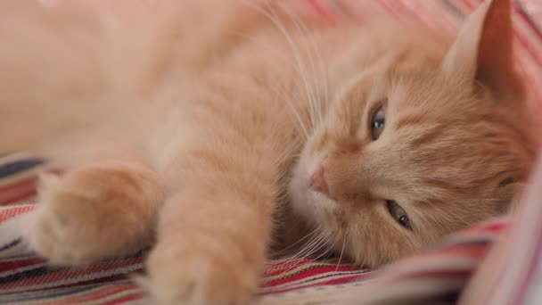 Cute ginger cat lying on folded red striped curtains. Fluffy pet dozing on window sill. Cozy home. Flat profile clip. — Stock Video
