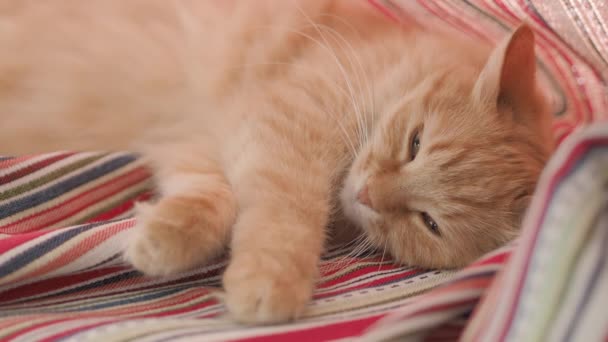 Lindo gato jengibre acostado en cortinas de rayas rojas dobladas. Mascota mullida dormitando en alféizar ventana. Acogedora casa. Clip de perfil plano . — Vídeo de stock