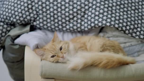 Niedliche Ingwerkatze liegt auf einem Stuhl in der Nähe von gestapelter Kleidung. flauschiges Haustier dösen. Gemütliches Zuhause. Flachprofil-Clip. — Stockvideo