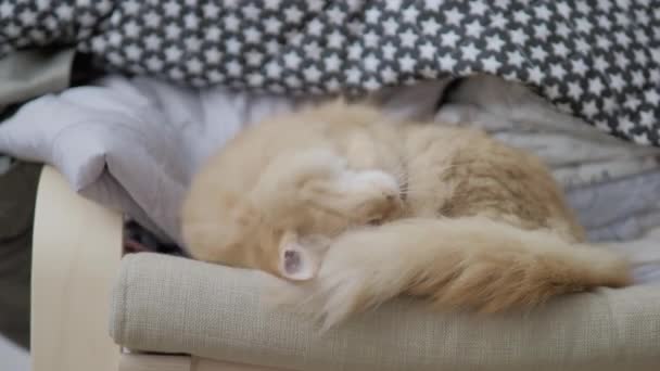 Söt ingefära katt liggande på stolen nära kläder staplade i högen. Fluffigt husdjur schaktande. Mysigt hem. Platt profil klämma. — Stockvideo