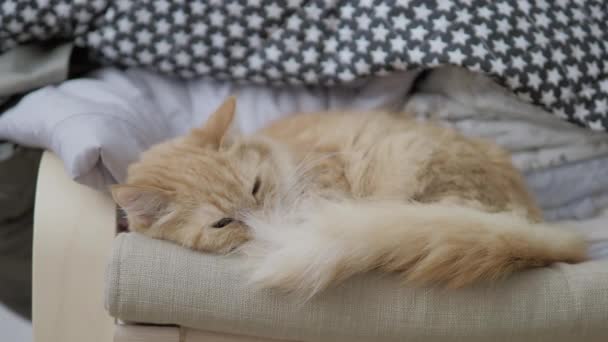 Niedliche Ingwerkatze liegt auf einem Stuhl in der Nähe von gestapelter Kleidung. flauschiges Haustier dösen. Gemütliches Zuhause. Flachprofil-Clip. — Stockvideo