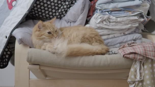 Gato de gengibre bonito deitado na cadeira perto de roupas empilhadas em pilha. Animal de estimação fofo a dormir. Uma casa acolhedora. Clipe de perfil plano . — Vídeo de Stock