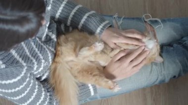 Sevimli zencefil kedi kadın dizlerinin üzerinde uyukluyor. Yırtık kotlu kadın kabarık evcil hayvanını okşuyor. Rahat bir ev. Düz profil.