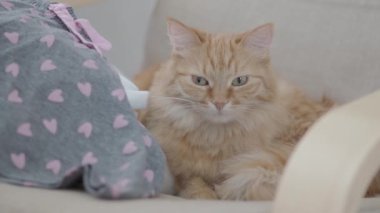 Sandalyede yatan sevimli zencefilli kedi. Kabarık evcil hayvan uyuklama. Rahat bir ev. Düz profil klipsi.