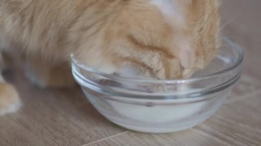 Sevimli zencefil kedi cam kase süt içme görüntüleri kapatın. Kabarık susuz hayvan yerde. Düz profil.