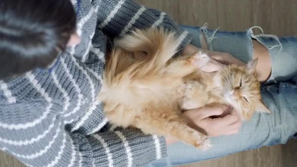 Lindo gato de jengibre dormitando sobre rodillas de mujer. Mujer con jeans rotos acariciando a su peluda mascota. Acogedora casa. Perfil plano . — Vídeo de stock