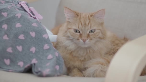 Mignon chat roux allongé sur une chaise. Douleurs pelucheuses pour animaux. Confortable maison. Clip profil plat . — Video