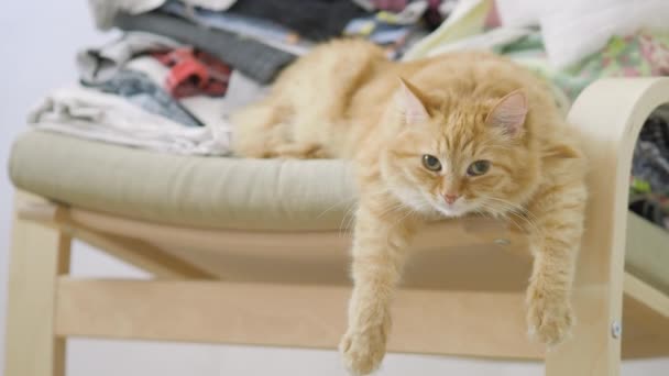 Aranyos gyömbér macska feküdt széken, a felhalmozott ruhát. Bolyhos kisállat dörömböl, lógó paws legyőz. Otthonos otthon. Lapos profil. — Stock videók