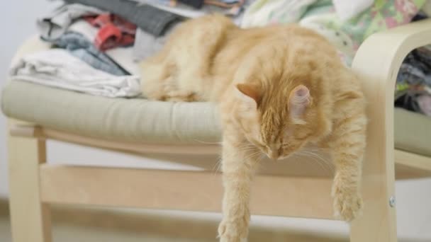 Carino gatto zenzero sdraiato sulla sedia con vestiti accatastati. Morbido animale domestico sonnecchiare, penzoloni zampe giù. Casa accogliente. Profilo piatto . — Video Stock