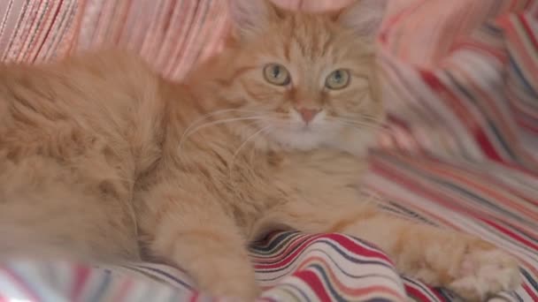 Lindo gato jengibre acostado en cortinas de rayas rojas dobladas. Mascota mullida dormitando en alféizar ventana. Acogedora casa. Clip de perfil plano . — Vídeos de Stock