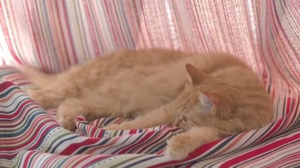Χαριτωμένο τζίντζερ γάτα που βρίσκεται σε διπλωμένη κόκκινη ριγέ κουρτίνες. Χνουδωτά κατοικίδια στο περβάζι του παραθύρου. Άνετο σπίτι. Επίπεδη κλιπ προφίλ. — Αρχείο Βίντεο