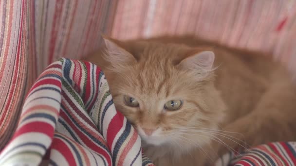 Roztomilá zázvorná kočka ležící na červených proužkovaných záclonách. Chlupaté zvíře dřímá na okenní parapetu. Útulný domov. Plochý klip. — Stock video