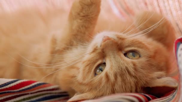 Schattige gember kat liggend op gevouwen rood gestreepte gordijnen. Pluizig huisdier dozeren op vensterbank. Cozy Home. — Stockvideo