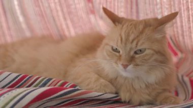 Sevimli zencefil kedi katlanmış kırmızı çizgili perdeler yatıyor. Pencere Sill üzerinde Dozer kabarık Pet. Rahat bir ev. Düz profil klibi.