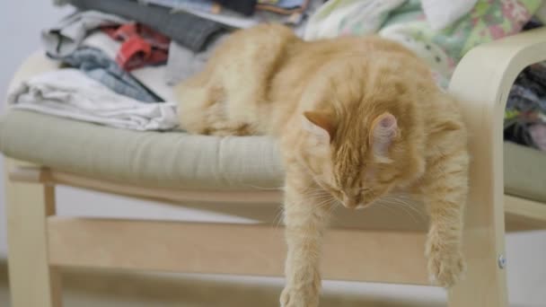 Carino gatto zenzero sdraiato sulla sedia con vestiti accatastati. Morbido animale domestico sonnecchiare, penzoloni zampe giù. Casa accogliente. Profilo piatto . — Video Stock
