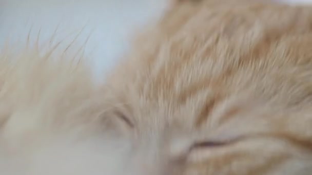 Gros plan de la vidéo d'un mignon chat roux léchant sa patte. macro portrait pelucheux pour animaux .