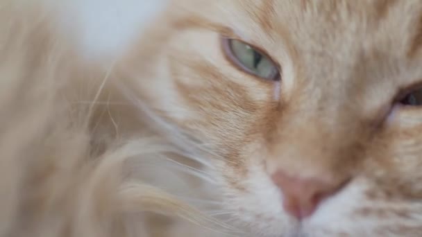 Gros plan de la vidéo d'un mignon chat roux léchant sa patte. macro portrait pelucheux pour animaux .