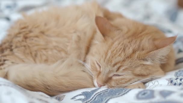 Lindo gato jengibre acostado en la cama. Hora de dormir en casa acogedora. Mascotas mullidas dormitando en manta . — Vídeos de Stock