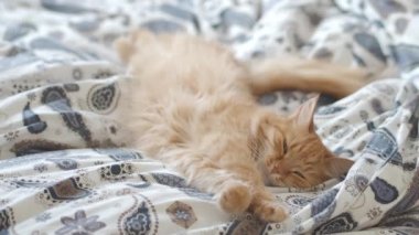 Yatakta yatan sevimli zencefil kedi. Rahat evde sabah yatmadan. Battaniye üzerinde kabarık Pet Dozer.