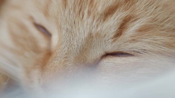 可爱的姜猫脸的特写镜头。打盹宠物的宏肖像. — 图库视频影像