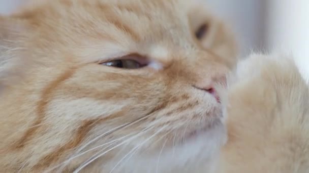 Close-up beelden van schattige gember kat likken zijn poot. Pluizig huisdier macro portret. — Stockvideo